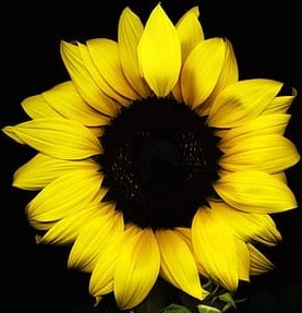 Designers Choice Happy Flowers